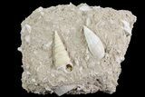 Eocene Fossil Gastropods (Ancillarina & Sigmesalia) - Damery, France #73825-1